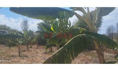 Se Vende Parcela De 6 Hectáreas Con Plantación De Mango