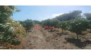 Se Vende Parcela De 6 Hectáreas Con Plantación De Mango