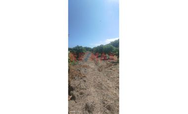 Se Vende Parcela De 6 Hectáreas Con Plantación De Mango