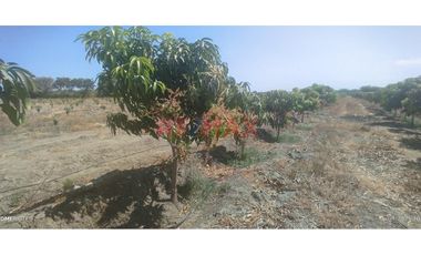 Se Vende Parcela De 6 Hectáreas Con Plantación De Mango