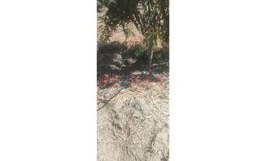 Se Vende Parcela De 6 Hectáreas Con Plantación De Mango