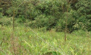 Venta de 45.000 metros terreno en Mindo