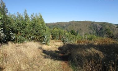Agrícola en Venta en COD35166 Camino Galvarino a Traiguén Bosque y Agricola