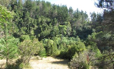 Agrícola en Venta en COD35166 Camino Galvarino a Traiguén Bosque y Agricola