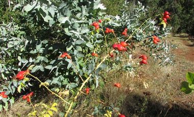 Agrícola en Venta en COD35166 Camino Galvarino a Traiguén Bosque y Agricola