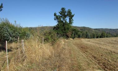 Agrícola en Venta en COD35166 Camino Galvarino a Traiguén Bosque y Agricola