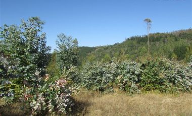 Agrícola en Venta en COD35166 Camino Galvarino a Traiguén Bosque y Agricola