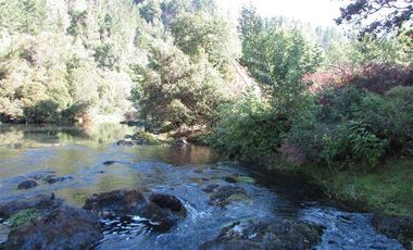 Agrícola en Venta en COD35166 Camino Galvarino a Traiguén Bosque y Agricola