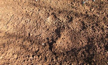Agrícola en Venta en COD35166 Camino Galvarino a Traiguén Bosque y Agricola