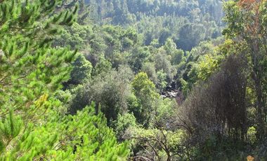 Agrícola en Venta en COD35166 Camino Galvarino a Traiguén Bosque y Agricola