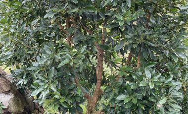 finca en venta en granada. Cod V12640