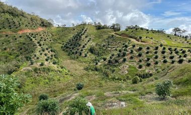 finca en venta en granada. Cod V12640