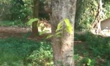 Tanah 2000 m Disewakan Pinggir Jalan Raya Parung Bogor