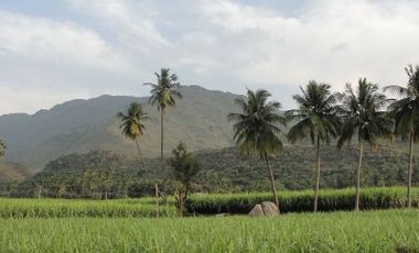Farmland for Sale in Lubang Island, Occidental Mindoro