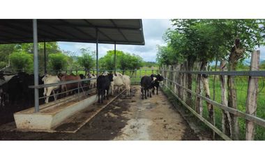 VENDO 47 HECTAREAS CON MANGAS ELECTRICA