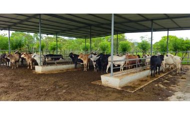 VENDO 47 HECTAREAS CON MANGAS ELECTRICA