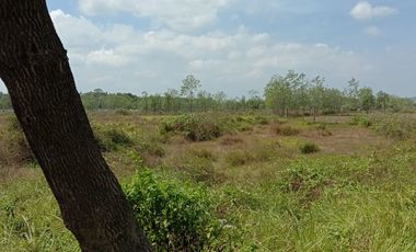 tanah 0jalan suramadu