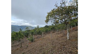 ref 890a morales/vendo lotes campestres en pavas