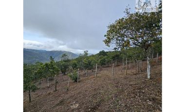 ref 890a morales/vendo lotes campestres en pavas