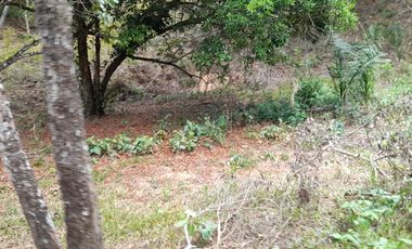 VENDO FINCA DE 345 HECTÁREAS EN SAN CARLOS DE GUAROA.