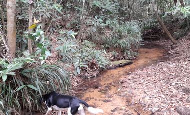 VENDO FINCA DE 345 HECTÁREAS EN SAN CARLOS DE GUAROA.