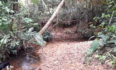 VENDO FINCA DE 345 HECTÁREAS EN SAN CARLOS DE GUAROA.