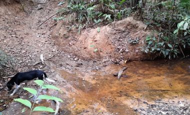 VENDO FINCA DE 345 HECTÁREAS EN SAN CARLOS DE GUAROA.
