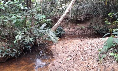 VENDO FINCA DE 345 HECTÁREAS EN SAN CARLOS DE GUAROA.