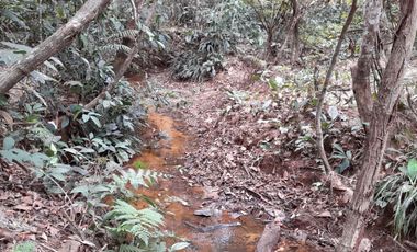VENDO FINCA DE 345 HECTÁREAS EN SAN CARLOS DE GUAROA.