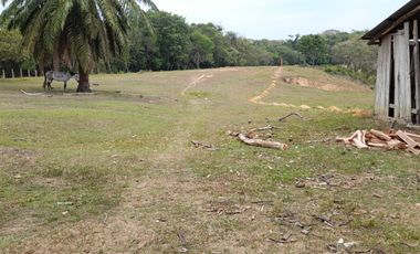 VENDO FINCA DE 345 HECTÁREAS EN SAN CARLOS DE GUAROA.