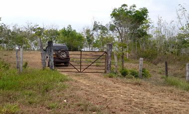 VENDO FINCA DE 345 HECTÁREAS EN SAN CARLOS DE GUAROA.