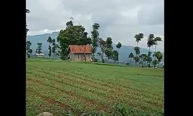 Jual Tanah Perkebunan 100 Ha Di Pangalengan Kota Bandung
