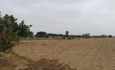 TERRENO PARA DESARROLLO CONDOMINIO EL CARMEN , CHINCHA