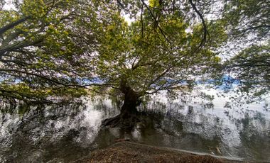 Terreno borde Lago Ranco