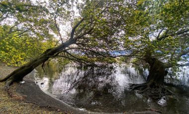 Terreno borde Lago Ranco