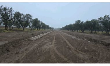 LOTES OLIVOS VIP SAN RAFAEL MENDOZA