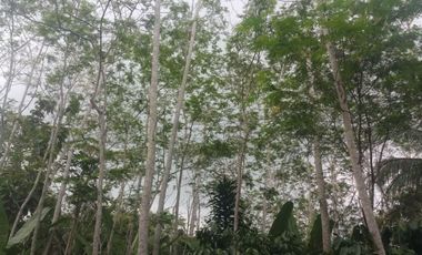 Dijual Cepat Tanah Pekarangan Dekat SMPN Kedu Temanggung