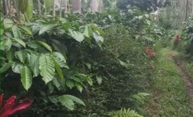 Dijual Cepat Tanah Pekarangan Dekat SMPN Kedu Temanggung