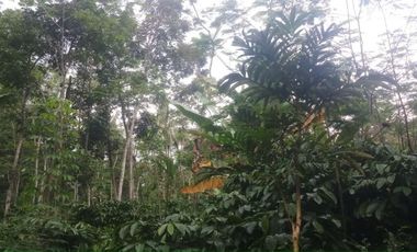 Dijual Cepat Tanah Pekarangan Dekat SMPN Kedu Temanggung