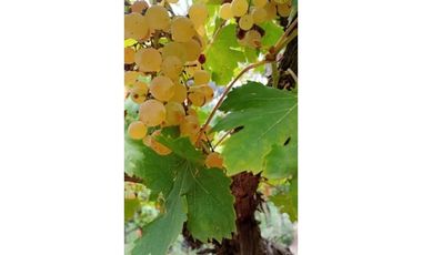 FINCA EN VENTA SAN RAFAEL