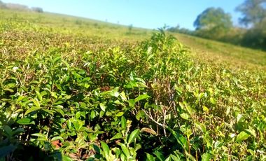 Vendo Chacra de 5,70 hectareas de te