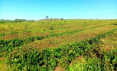 Vendo Chacra de 5,70 hectareas de te