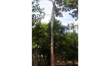 Fundo en Venta - Ucayali - Atalaya