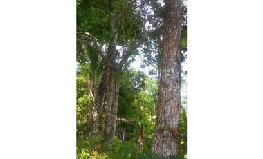 Fundo en Venta - Ucayali - Atalaya