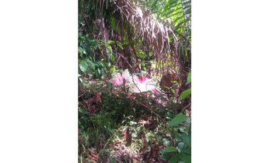 Fundo en Venta - Ucayali - Atalaya