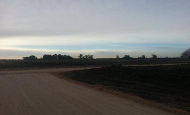 CAMPOS DE VICTORIA CANNING! ULTIMOS LOTES.