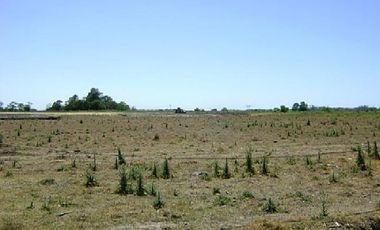 CAMPOS DE VICTORIA CANNING! ULTIMOS LOTES.