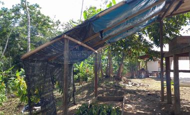 Terrenos Rusticos Venta Sector Alto Shiringal, Irazola, Padre Abad - PUCALLPA