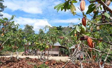 Terrenos Rusticos Venta Sector Alto Shiringal, Irazola, Padre Abad - PUCALLPA