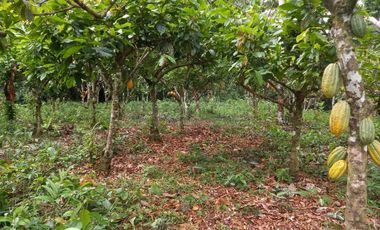 Terrenos Rusticos Venta Sector Alto Shiringal, Irazola, Padre Abad - PUCALLPA